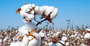 Sviluppo dell'industria cotoniera