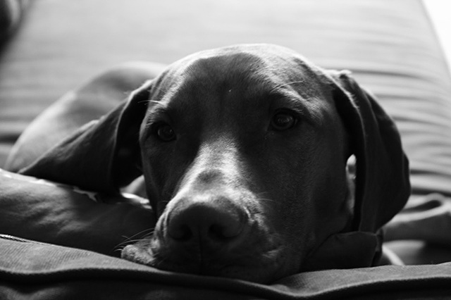 Mor la meva gossa, la Lemmy