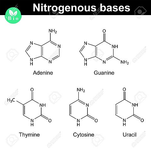 El químico austriaco Erwin Chargaff descubre que las cantidades de las bases nitrogenadas adenina y timina son aproximadamente iguales en el ADN, al igual que las bases guanina y citosina.