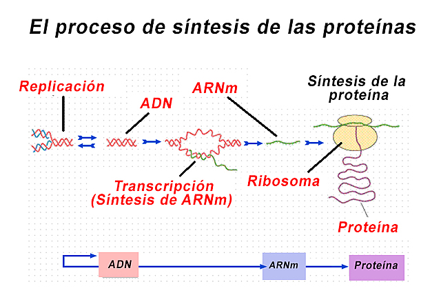 Los investigadores Francis Crick y George Gamov proponen el "dogma central de la biología"