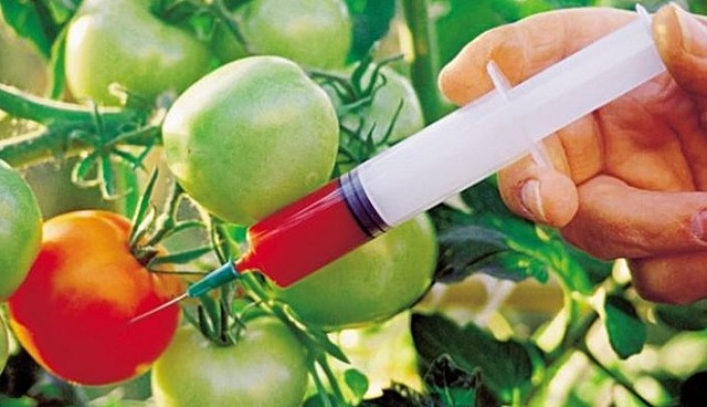 Se realizan ensayos de campo por primera vez, de plantas transgénicas resistentes a insectos, virus y bacterias, en EE.UU. y Europa.