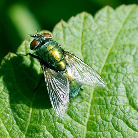 Se completa la secuenciación de los genomas de la mosca Drosophila melanogaster y de la planta modelo Arabidopsis thaliana.