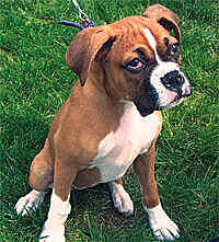 Secuencian el genoma de un perro bóxer