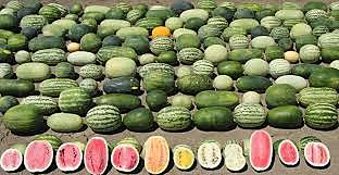 Un consorcio internacional de investigadores logra secuenciar el genoma completo de la frutilla silvestre