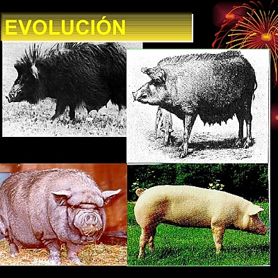 Timeline: Evolución del cerdo