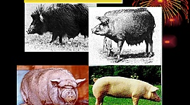 Timeline: Evolución del cerdo