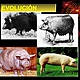Evolucion