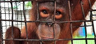 se prohibe utilizar animales en todo el territorio colombiano