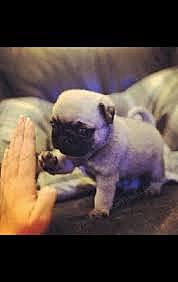 1881-Ceguera Psiquica