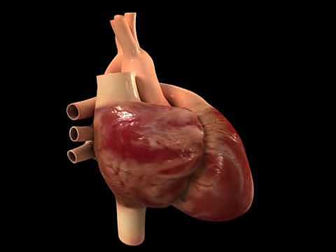 10. Hope sufre del corazón