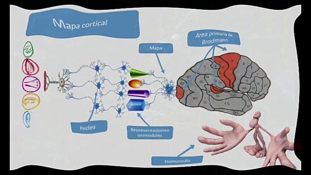 2003 Redes Corticales