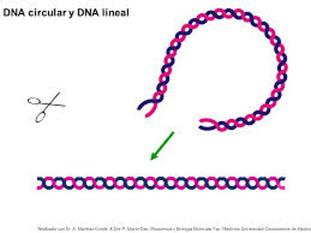 CROMOSOMAS LINEALES Y CIRCULARES