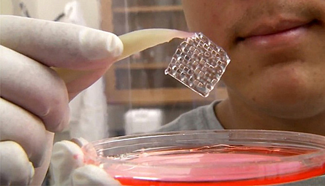 Inicios de la ingeniería de tejidos