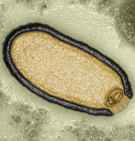 Viirused(3 miljardit aastat tagasi)