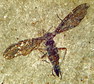 Vanim putukas(400 miljonit aastat tagasi)