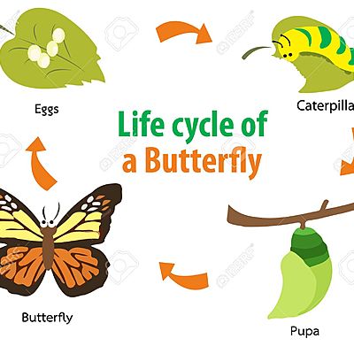 Timeline: The Life-cycle of a Butterfly
