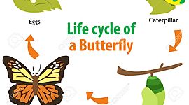 Timeline: The Life-cycle of a Butterfly