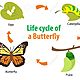 68115807 vector illustration of butterfly life cycle