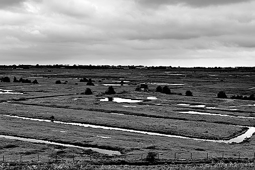 Se creo un comité del gobierno dirigido por buisman,en holanda