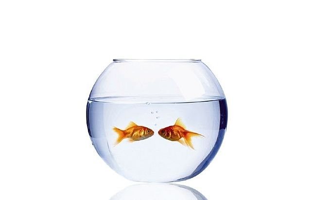 Tinc la primera mascota (un peix)