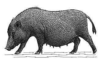 Domesticación en Eurasia