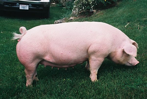 El chester white se origino en EE.UU