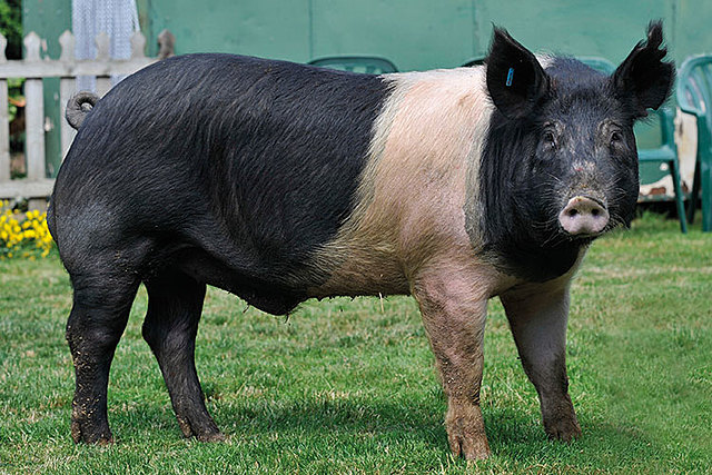 Se estableció la asociasion americana de Hampshire