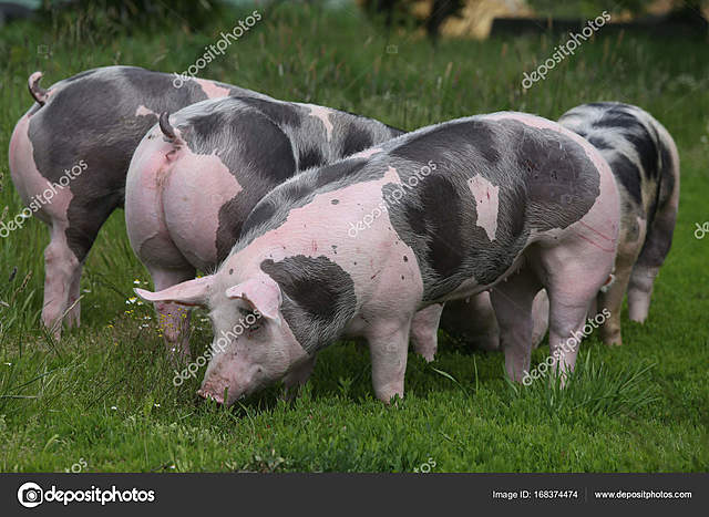 Expancion de pietran en Europa