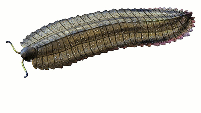 Arthropleura