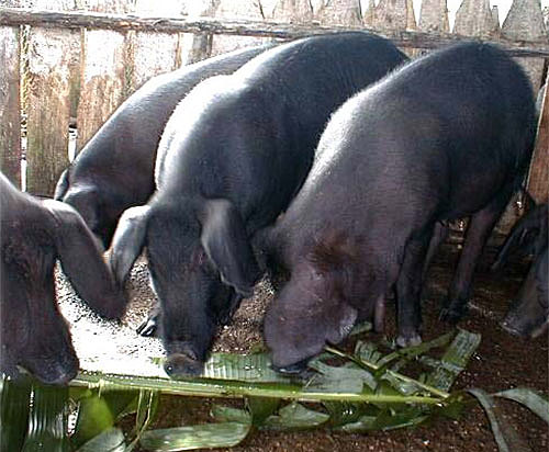 el cerdo local, conocido como criollo o zungo proviene de los cerdos ibéricos conocidos como lampiño