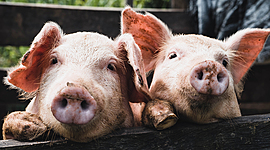 Timeline: Evolución del cerdo hasta nuestros días