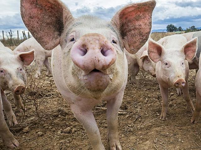 Domesticación en Europa