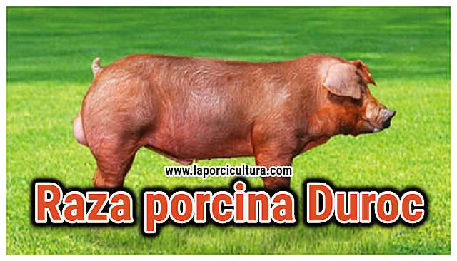 Origen al Duroc