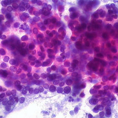 Timeline: El descubrimiento de la célula.