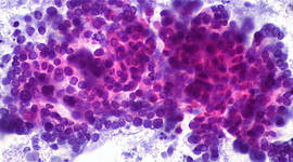 Timeline: El descubrimiento de la célula.