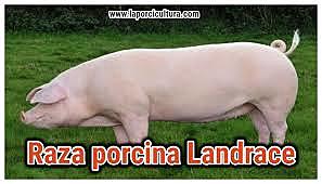 Especies asiática y europea llegan a México