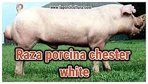 El origen del chester white
