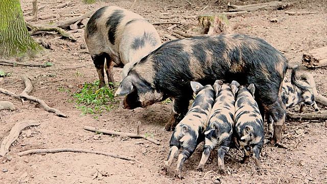 El incremento de la productividad de cerdas cruzadas