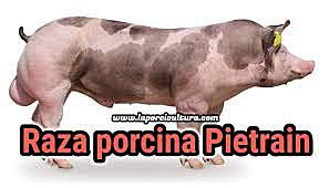 Expansión del pietrain