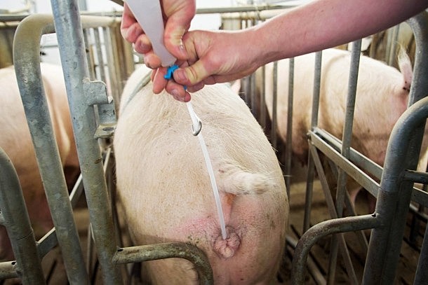 Inseminación artificial  un efecto esencial del semental