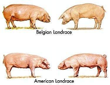 En Dinamarca se inicia el mejoramiento de la raza danesa