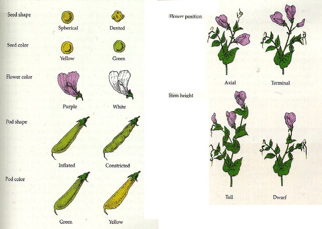 Gregor Johann Mendel - Mendelian Inheritance