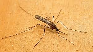 Descubrimiento del vector y tratamiento