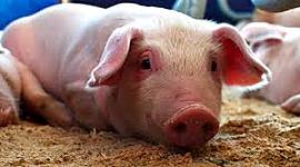 Timeline: Evolución del cerdo hasta nuestros dias
