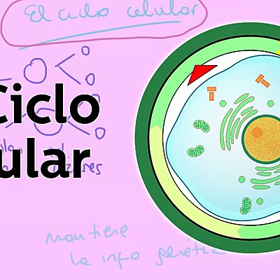 Timeline: Descubrimientos que propiciaron al Ciclo Celular