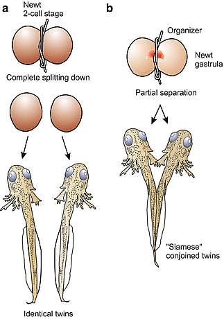 Hans Spemann - Células embrionarias (segunda parte)