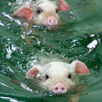 Timeline: Evolución del cerdo