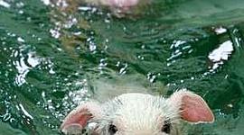 Timeline: Evolución del cerdo