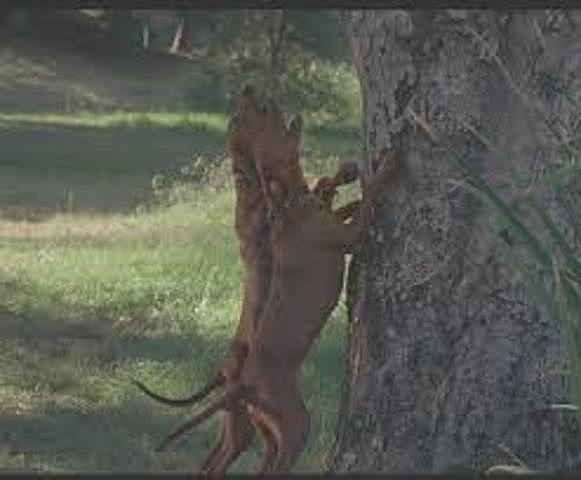 Chopping down a big tree.