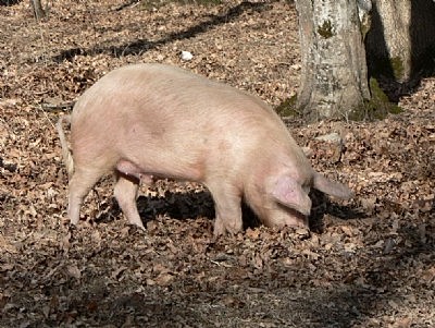 Importancia de la crianza porcina en America